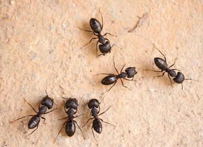 1200 4934 carpenter ants photo1