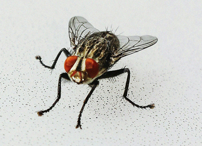 Remove houseflies GettyImages562892861 Feature