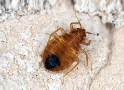 bed bug carpet beetle removal