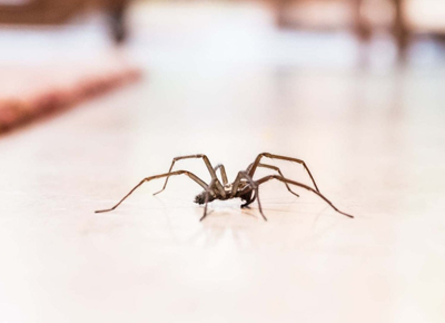 house spider removal services