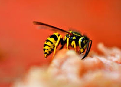 wasp control services