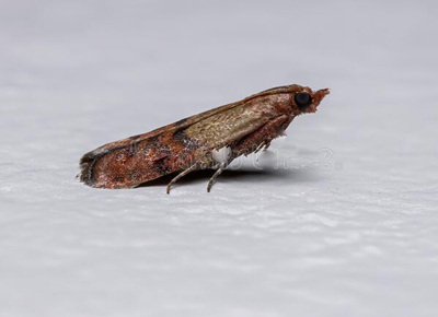 indian meal moth species plodia interpunctella indian meal moth 197277972