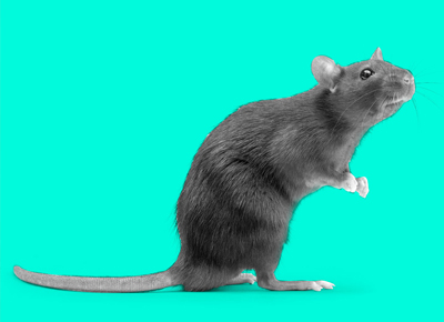 mice removal services ct