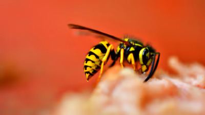 t e7a1d254e1284b4cae7f1c4175a8b5b5 name wasp generic