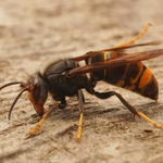 0b6e719c-closeup-asian-yellow-legged-hornet-wasp-vespa-velutina_1069046046046011000000