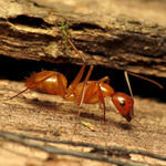 3426e5cd-red-carpenter-ant-30404665234_105k04604604600o000000