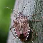 3632429f-stink-bug_105704604604600i000000