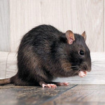 cfc28b23-rat_105j04604604600o000000