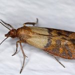 e9b2d7fa-indian-meal-moth-crawling-in-a-cupboard_106m046046046017000000