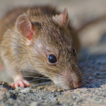 f60ade9d-closeup-selective-focus-shot-brown-rat-concrete-ground_106a046046046012000000