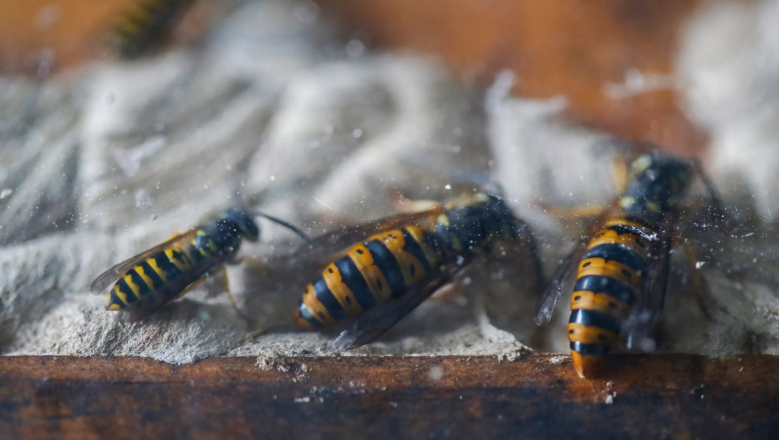 Yellow Jacket Queens