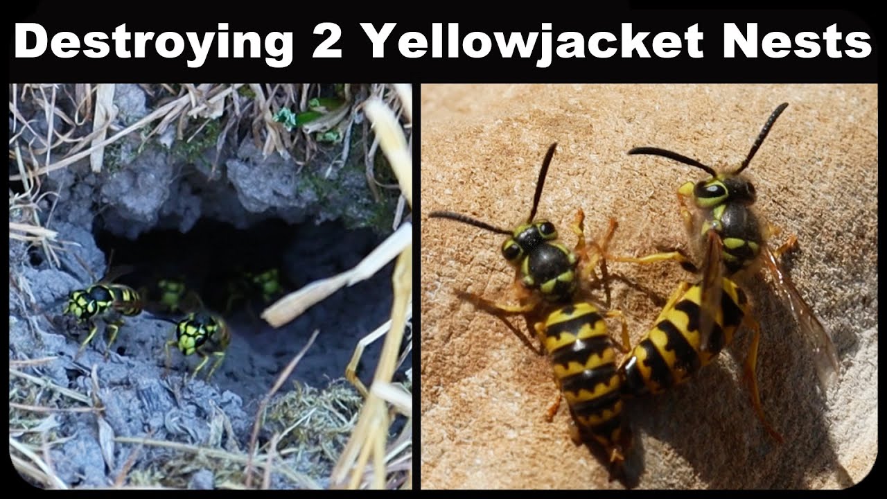 yellow jacket nests