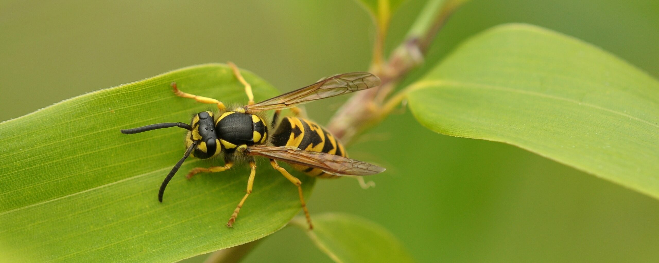 Wasp Exterminator