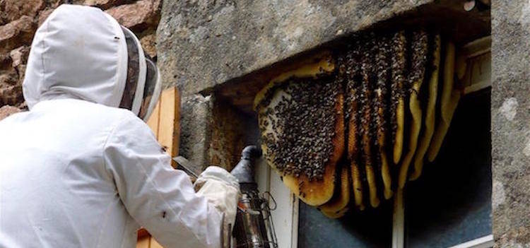 Bee Exterminator Services