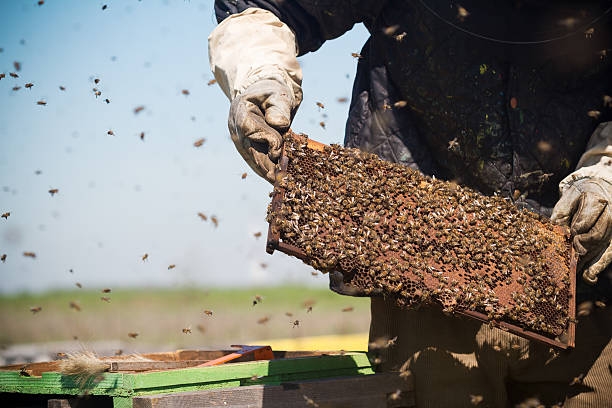 bee removal 