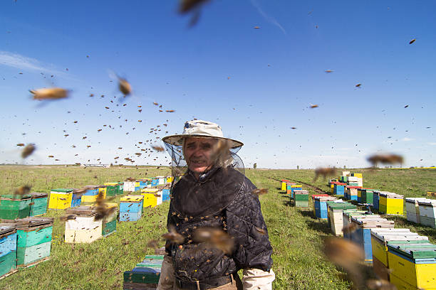 bee removal 