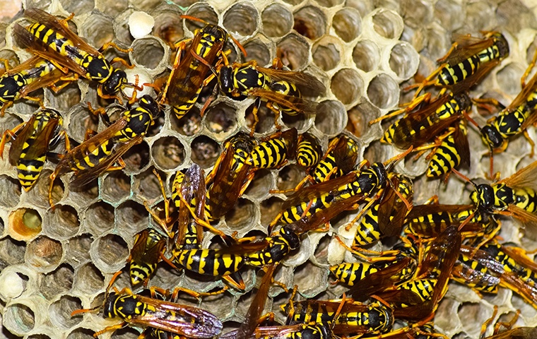 Wasp Extermination