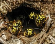 Yellow Jackets