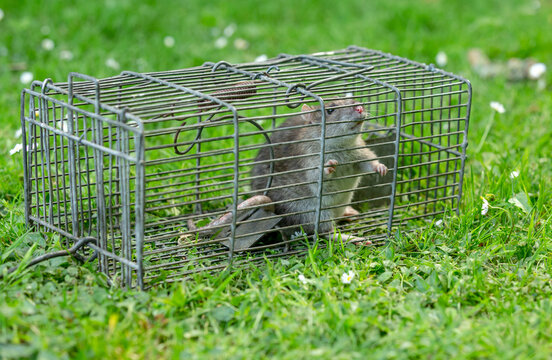 rodent control methods 