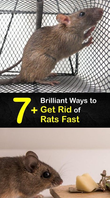 Rat treatment in Connecticut 