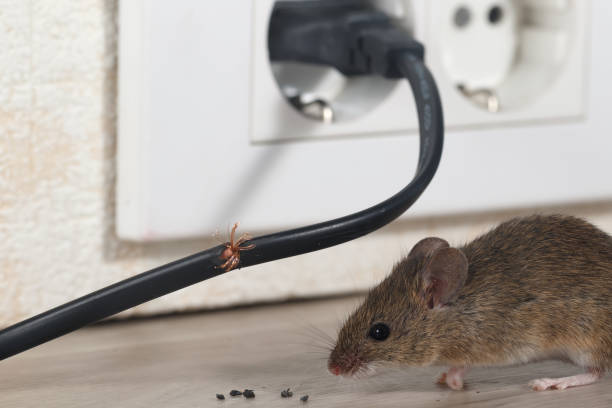 mice elimination services 