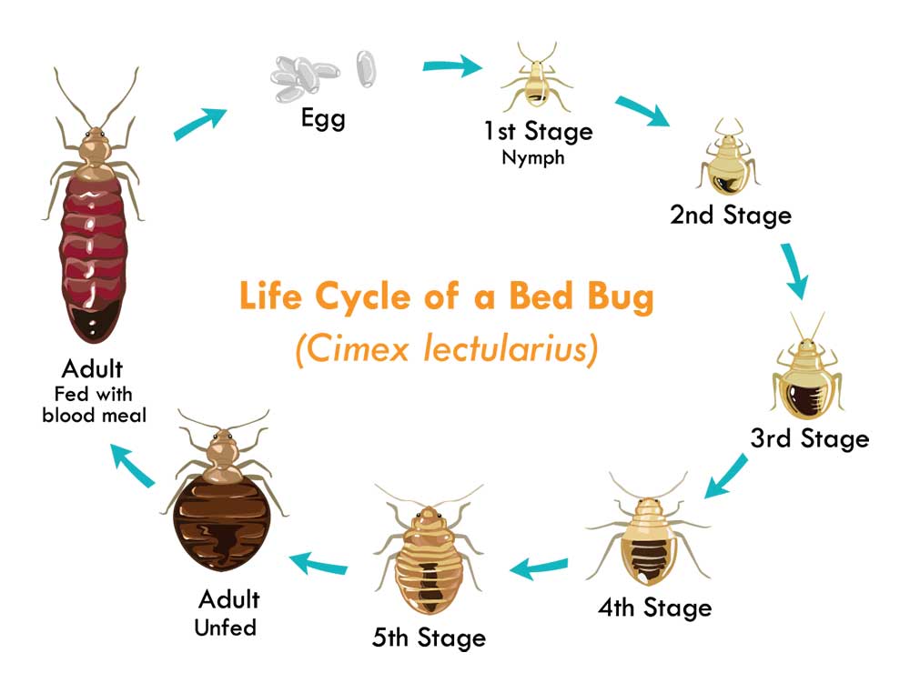 bed bug cycle 