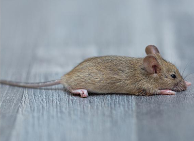 Mice Elimination Services in