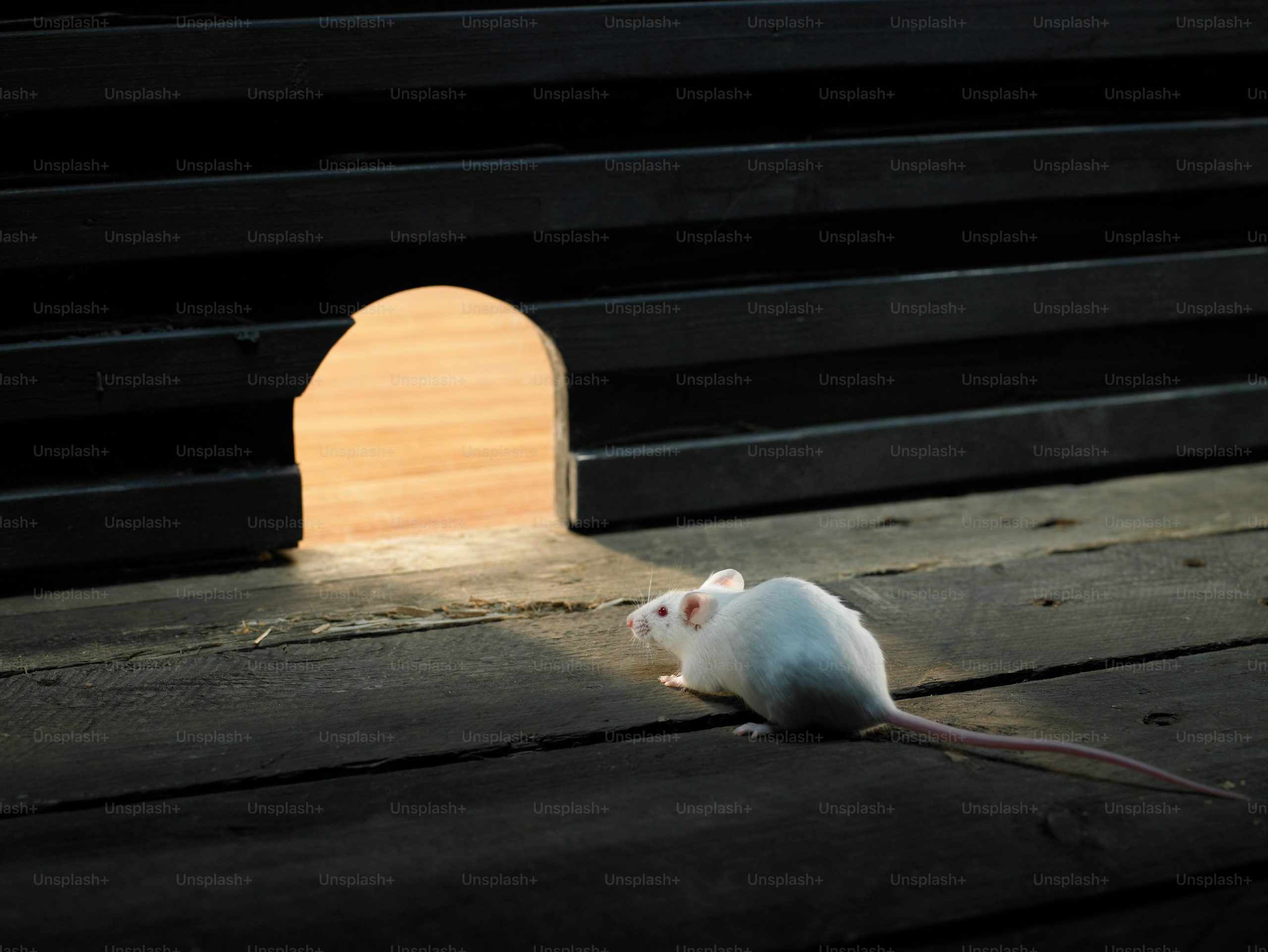 rats prevention in connecticut 