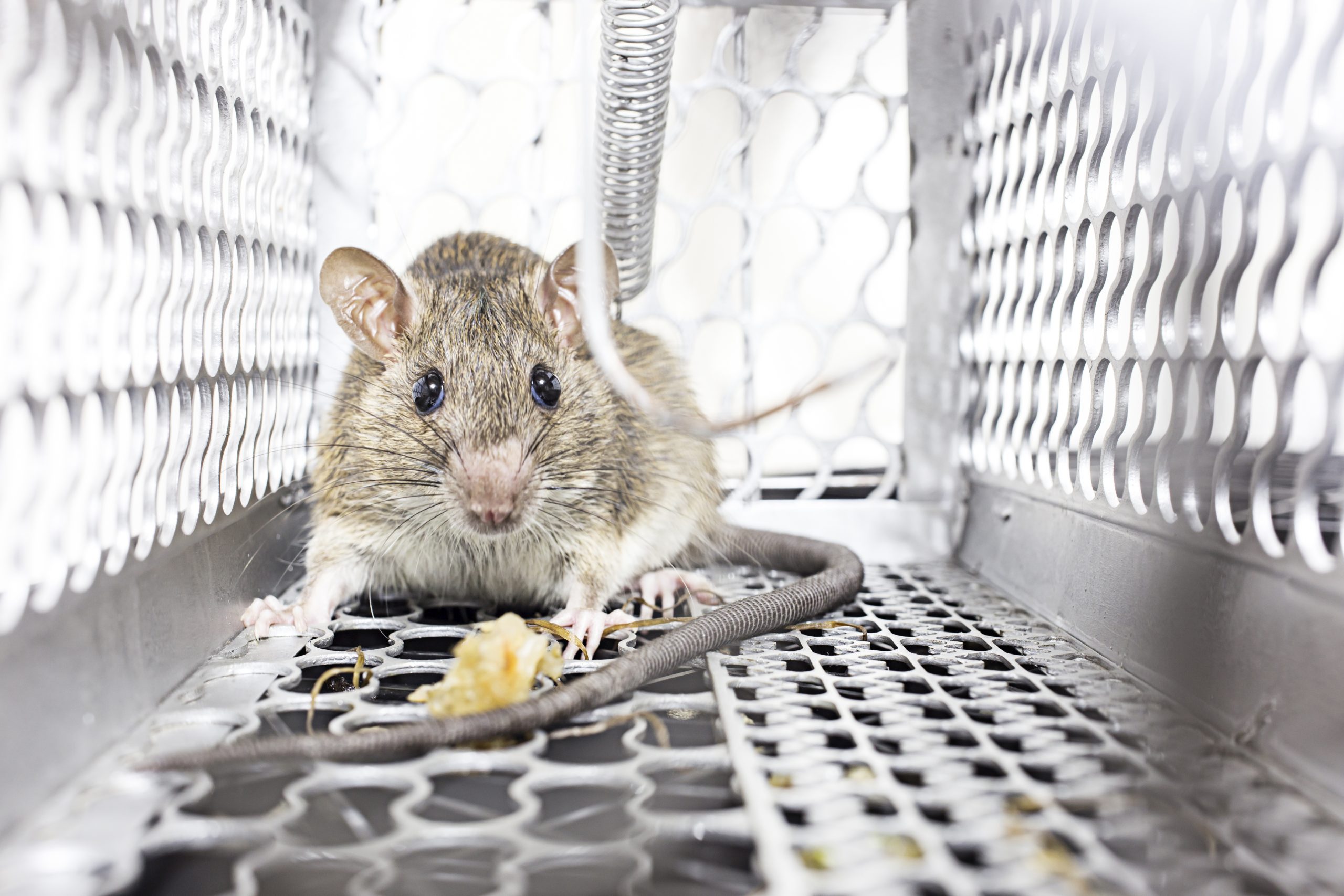 mice elimination control