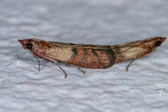 indian meal moths 