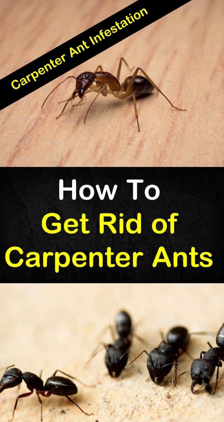 Get Rid of carpenters ants