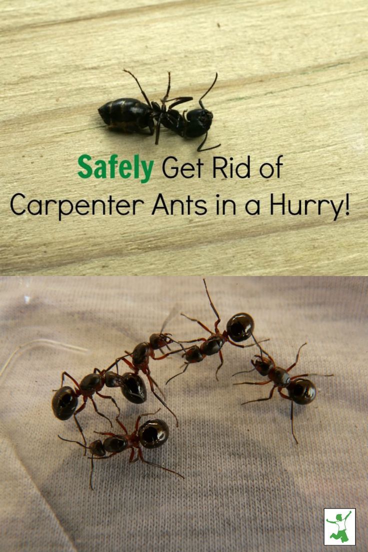 Rid of ants 