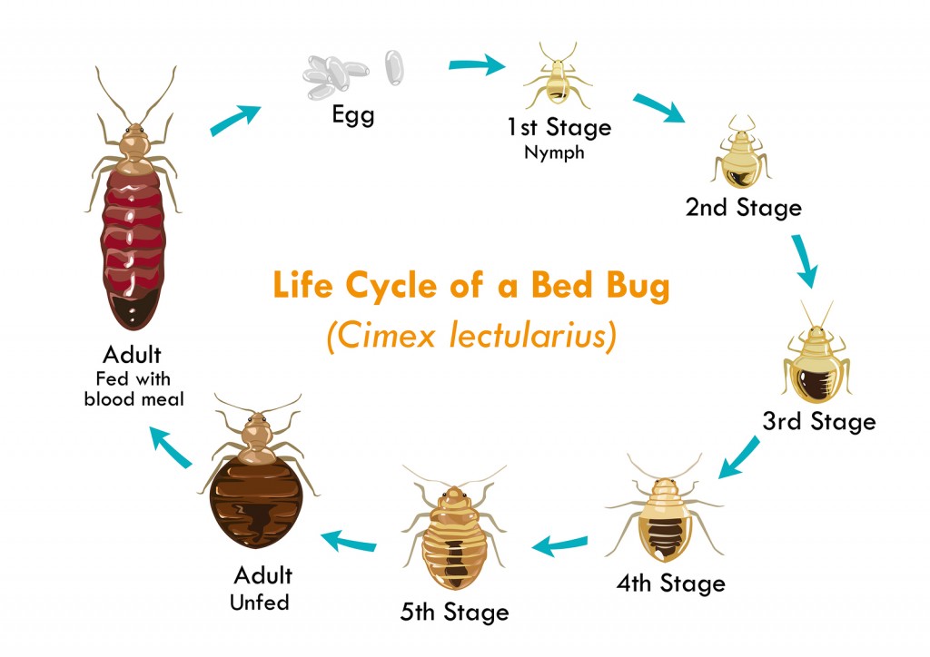 life cycle of bed bugs 