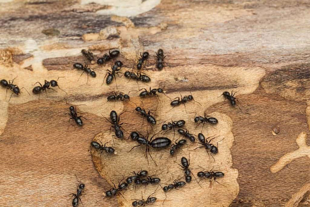 Get Rid of carpenter ants 