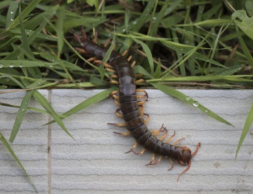 The Hidden Impact of Centipedes: Essential Roles in Ecosystems
