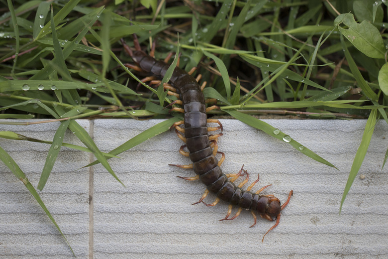 impact of centipedes in ecosystem