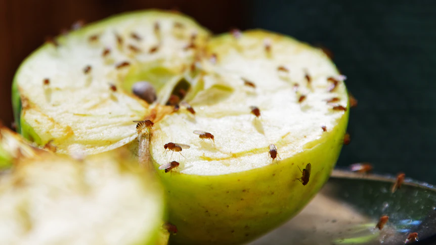 Rid of fruit flies