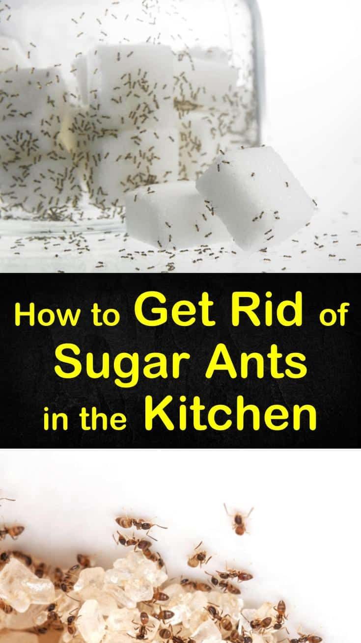 how to get rid of sugar ants