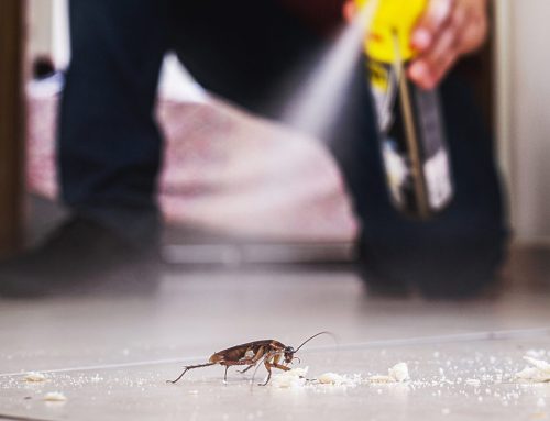 How to Get Rid of Cockroaches in the Kitchen Permanently: A Comprehensive Guide