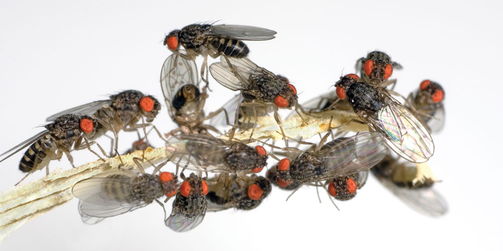 remedies for fruit flies 