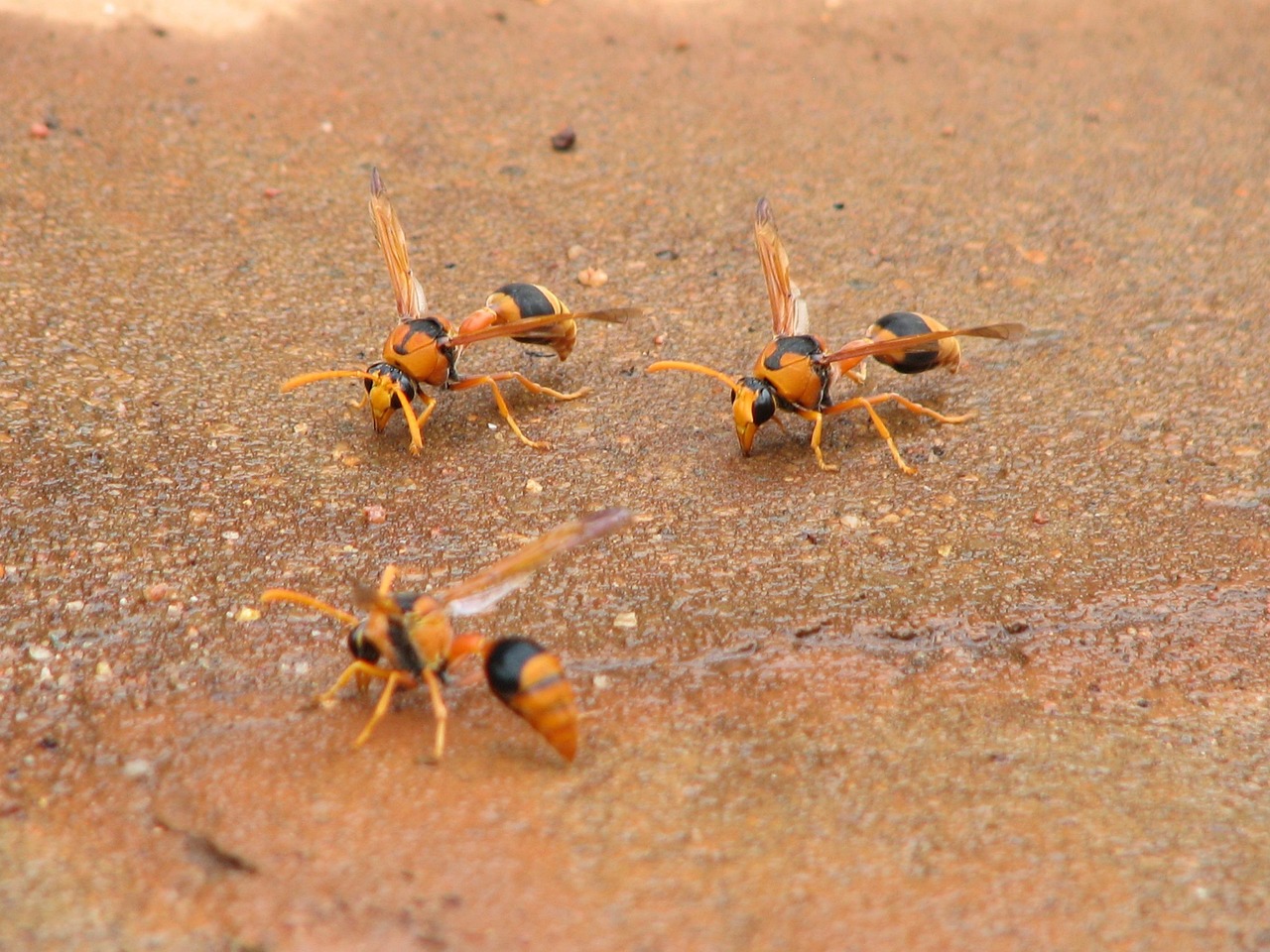 Ground hornets