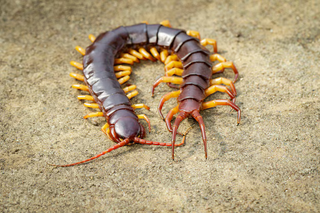 centipede poisonous ? 