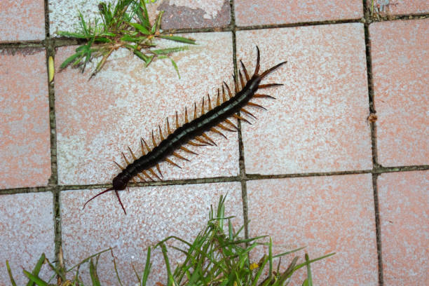 Impact of centipedes 