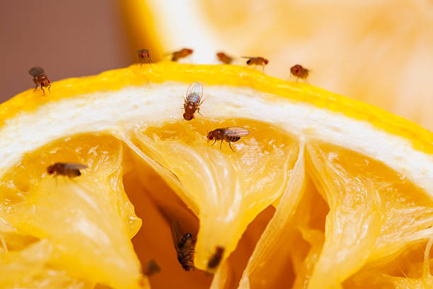 Fruit Fly Infestation