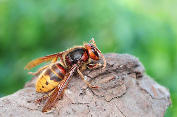 Hornet wasp 