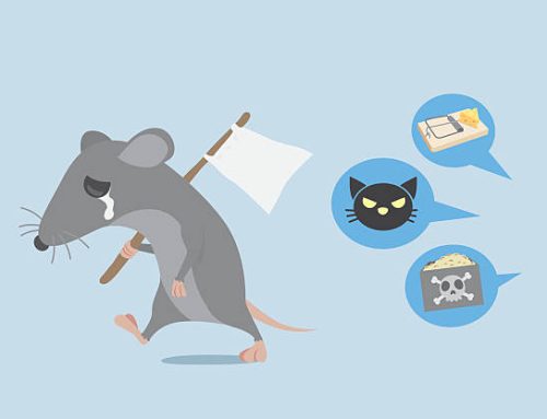 How to Get Rid of Mice: A Complete Guide to Eliminating and Preventing Infestations