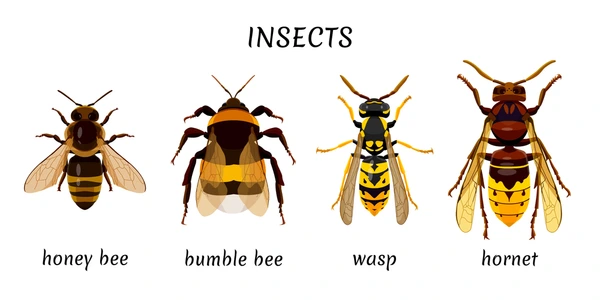 classification of hornets 