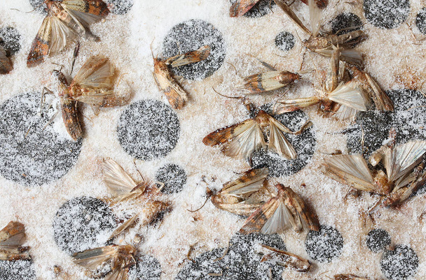 indian meal moths