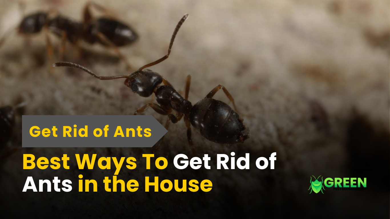 Best Ways To Get Rid of Ants in the House