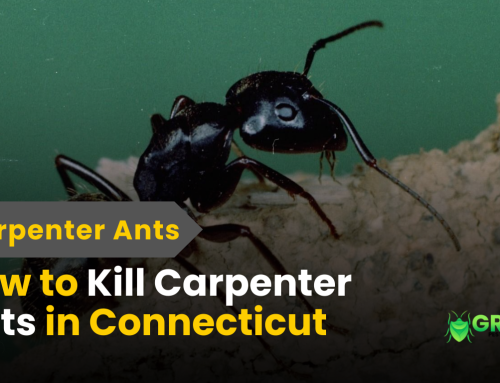 How to Kill Carpenter Ants: Complete Guide to Eradication and Prevention In 2025